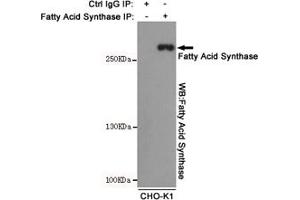 Immunoprecipitation analysis of CHO-K1 cell lysates using Fatty Acid Synthase mouse mAb.