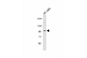 Anti-PI3KCD Antibody (C-term) at 1:1000 dilution + HT-1080 whole cell lysate Lysates/proteins at 20 μg per lane. (PIK3CD anticorps  (C-Term))