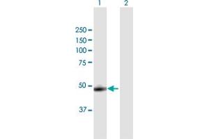 Western Blot analysis of CTSA expression in transfected 293T cell line by CTSA MaxPab polyclonal antibody. (CTSA anticorps  (AA 1-480))