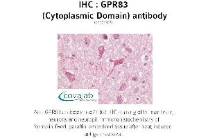 Image no. 1 for anti-G Protein-Coupled Receptor 83 (GPR83) (3rd Cytoplasmic Domain) antibody (ABIN1735176) (GPR83 anticorps  (3rd Cytoplasmic Domain))
