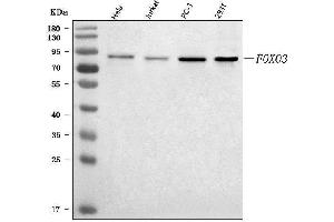 Western blot analysis of FOXO3A/FOXO3 using anti-FOXO3A/FOXO3 antibody (ABIN7601285).