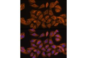 Immunofluorescence analysis of U-2 OS cells using RNH1 Rabbit pAb (ABIN1682553, ABIN3018507, ABIN3018508 and ABIN6220489) at dilution of 100 (40x lens).