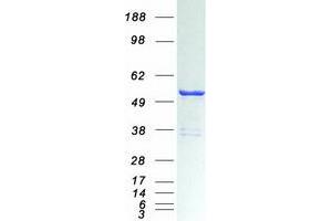 Validation with Western Blot