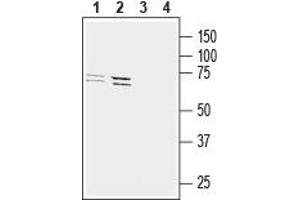 Western blot analysis of mouse BV-2 microglia cell line lysate (lanes 1 and 3) and human THP-1 monocytic leukemia cell line lysate (lanes 2 and 4): - 1,2. (GPR34 anticorps  (2nd Extracellular Loop))