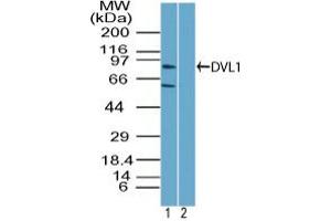 Image no. 1 for anti-Dishevelled Segment Polarity Protein 1 (DVL1) (AA 70-120) antibody (ABIN960144) (DVL1 anticorps  (AA 70-120))