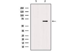 Western blot analysis of extracts from mouse brain, using Netrin-1 Antibody. (Netrin 1 anticorps  (C-Term))