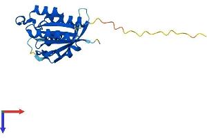 AlphaFold protein structure predicition of Mouse Recombinant Nkiras1 Protein, UniprotID Q8CEC5