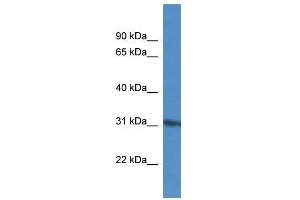 KIF25 antibody used at 0. (KIF25 anticorps  (N-Term))