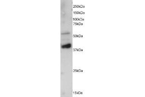 ABIN184647 staining (0. (PPP2R5E anticorps  (C-Term))
