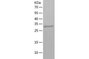 Western Blotting (WB) image for Annexin A8 (ANXA8) (AA 1-327) protein (His-IF2DI Tag) (ABIN7121851)