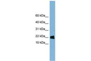 Image no. 1 for anti-Golgin A7 (GOLGA7) (AA 71-120) antibody (ABIN6742047) (Golgin A7 anticorps  (AA 71-120))