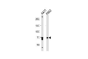 Western blot analysis in A431,K562 cell line lysates (35ug/lane). (PTGS1 anticorps  (C-Term))