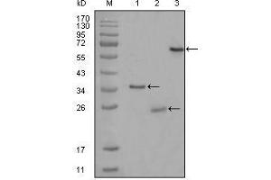 Western blot analysis using CD33 mouse mAb against truncated Trx-CD33 recombinant protein (1),truncated CD33 (aa48-258)-His recombinant protein (2) and truncated CD33 (aa18-259)-hIgGFc transfected CHO-K1 cell lysate (3). (CD33 anticorps)