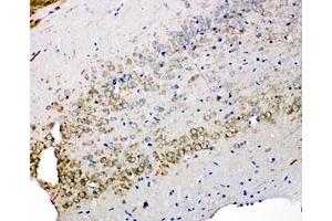 IHC-P: Syndecan 3 antibody testing of rat brain tissue (SDC3 anticorps  (N-Term))
