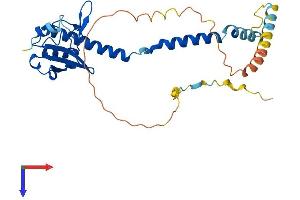 MAK16 Homolog (MAK16) (AA 1-296) protein (His tag)