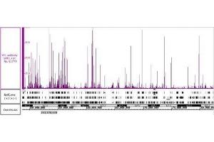 YY1 antibody (pAb) tested by Immunoprecipitation.
