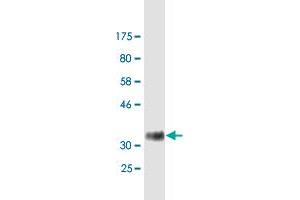 Western Blot detection against Immunogen (35.