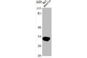 Western Blot analysis of RAT-MUSCLE cells using MyD88 Polyclonal Antibody (MYD88 anticorps  (Internal Region))