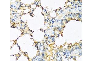 Immunohistochemistry of paraffin-embedded Mouse lung using TSHB Polyclonal Antibody at dilution of 1:100 (40x lens). (TSHB anticorps)