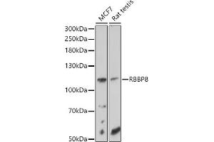 Western blot analysis of extracts of various cell lines, using RBBP8 antibody (ABIN6127724, ABIN6146750, ABIN6146751 and ABIN6214357) at 1:1000 dilution.