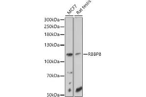 Western blot analysis of extracts of various cell lines, using RBBP8 antibody (ABIN6127724, ABIN6146750, ABIN6146751 and ABIN6214357) at 1:1000 dilution. (Retinoblastoma Binding Protein 8 anticorps  (AA 1-300))