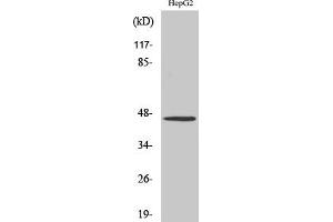 Western Blot analysis of various cells using SR-1A Polyclonal Antibody diluted at 1:500.