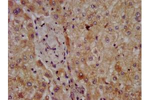 IHC image of ABIN7162391 diluted at 1:300 and staining in paraffin-embedded human liver tissue performed on a Leica BondTM system. (CPOX anticorps  (AA 19-149))