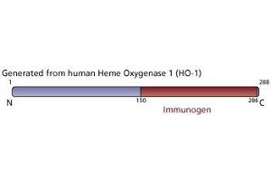 Image no. 4 for anti-Heme Oxygenase (Decycling) 1 (HMOX1) (AA 150-286) antibody (ABIN968130)