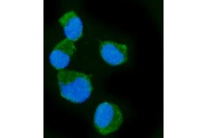 IF analysis of Epac1/RAPGEF3 using anti-Epac1/RAPGEF3 antibody (ABIN7601858). (RAPGEF3 anticorps  (AA 49-881))