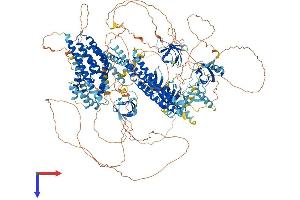 AlphaFold protein structure predicition of Human Recombinant DNMBP Protein, UniprotID Q6XZF7