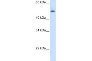 Western Blotting (WB) image for anti-Argininosuccinate Lyase (ASL) antibody (ABIN2462448) (ASL anticorps)