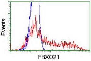 Image no. 4 for anti-F-Box Protein 21 (FBXO21) antibody (ABIN1498233) (FBXO21 anticorps)