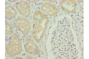 Immunohistochemistry of paraffin-embedded human kidney tissue using ABIN7154064 at dilution of 1:100 (GGTLC1 anticorps  (AA 1-225))