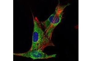 Immunofluorescence analysis of PANC-1 cells using INHA antibody (green). (Inhibin alpha anticorps)