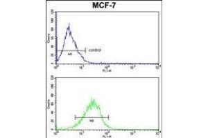 mouse BID Antibody (S61) (ABIN388100 and ABIN2846184) FC analysis of MCF-7 cells (bottom histogram) compared to a negative control (top histogram). (BID anticorps  (AA 39-68))