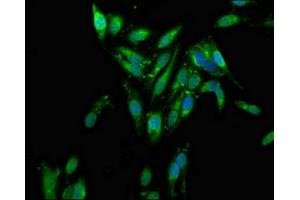 Immunofluorescence staining of Hela cells with ABIN7142604 at 1:100, counter-stained with DAPI. (AZI2 anticorps  (AA 258-376))