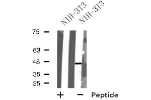 Western blot analysis of extracts from NIH-3T3 cells, using GPR173 antibody. (GPR173 anticorps  (Internal Region))