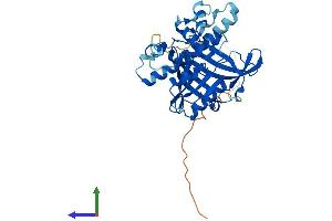 AlphaFold protein structure predicition of Human Recombinant RPF1 Protein, UniprotID Q9H9Y2