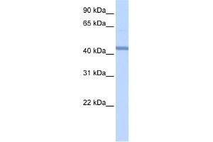WB Suggested Anti-RBM22 Antibody Titration:  0. (RBM22 anticorps  (Middle Region))