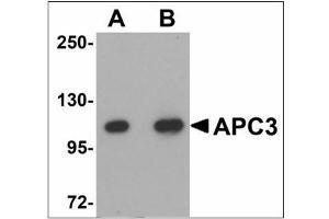 Western blot analysis of APC3 in mouse liver tissue lysate with APC3 antibody at (A) 1 and (B) 2 µg/ml.