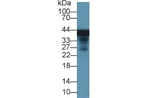 Detection of GS in Rat Cerebrum lysate using Polyclonal Antibody to Glutamine synthetase (GS)