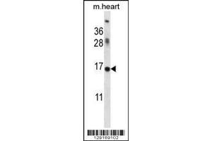 ID1 antibody western blot analysis in mouse heart tissue lysate (ID1 anticorps  (AA 66-93))
