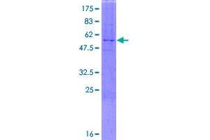 Image no. 1 for Phospholipase D Family, Member 6 (PLD6) (AA 1-252) protein (GST tag) (ABIN1315358)
