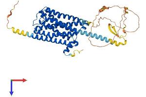 AlphaFold protein structure predicition of Human Recombinant CHRM4 Protein, UniprotID P08173