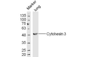 Lung lysates probed with Cytohesin 3 Polyclonal Antibody, Unconjugated  at 1:300 dilution and 4˚C overnight incubation. (Cytohesin 3 anticorps  (AA 301-400))