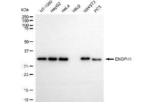 anti-Enolase-Phosphatase 1 (ENOPH1) antibody