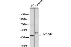 Western blot analysis of extracts of various cell lines, using MT-CYB antibody (ABIN6135110, ABIN6144105, ABIN6144106 and ABIN6225085) at 1:1000 dilution. (Cytochrome b anticorps  (AA 1-100))