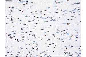 Image no. 8 for anti-P450 (Cytochrome) Oxidoreductase (POR) antibody (ABIN1497746) (POR anticorps)