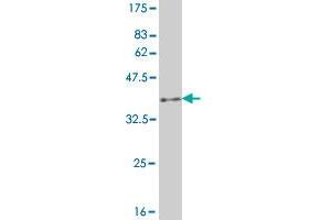 Western Blot detection against Immunogen (36.