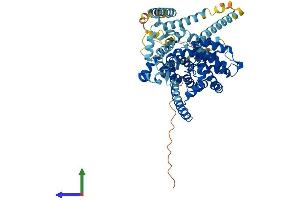 AlphaFold protein structure predicition of Human Recombinant SLC28A2 Protein, UniprotID O43868